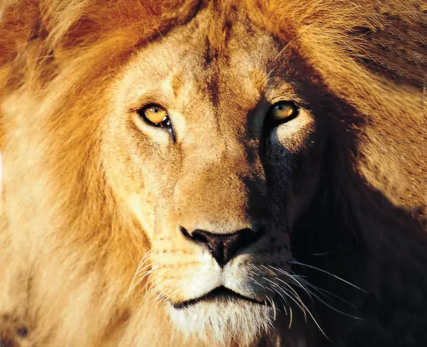 View-of-lions-face