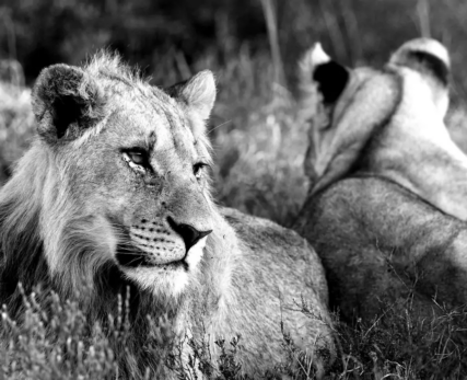 View-of-lions-in-the-wild.