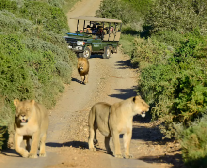 View-of-lions-on-a-game-drive
