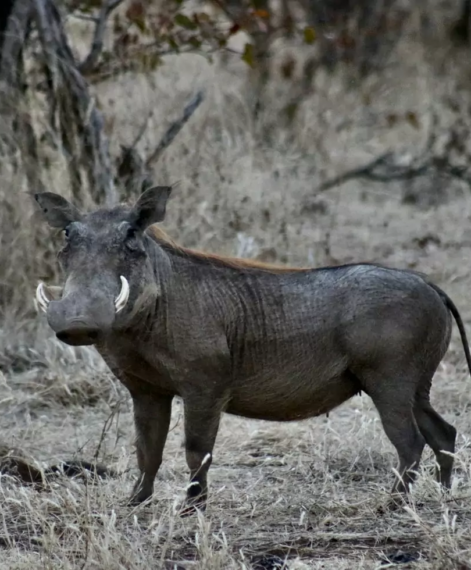 10 Interesting Facts About Warthogs