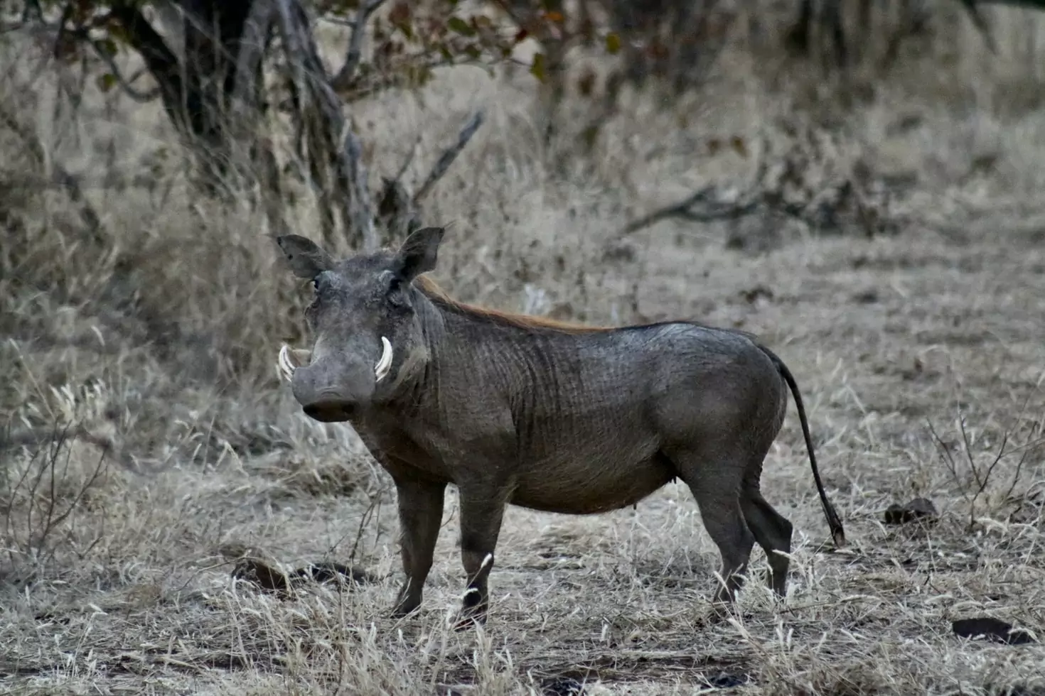 10 Interesting Facts About Warthogs