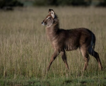 View-of-wildlife-at-Shamwari