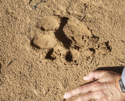 Walking + lion track