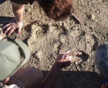 Walking + rhino tracks