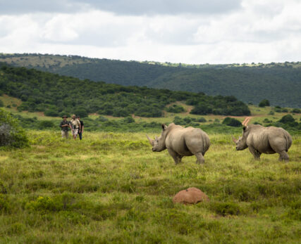 Walking with 2 white rhino
