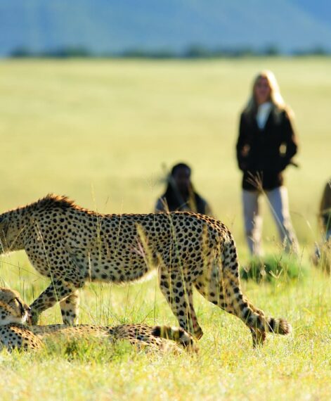 Walking with Cheetah