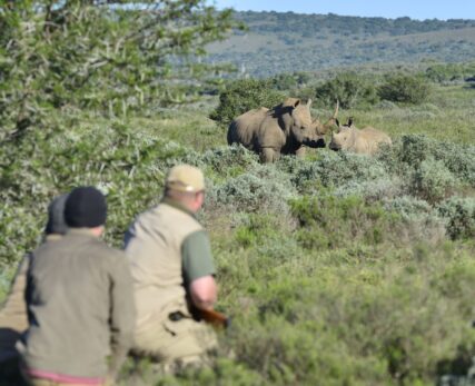 Walking with Rhino with guests