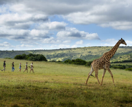 Walking with giraffe