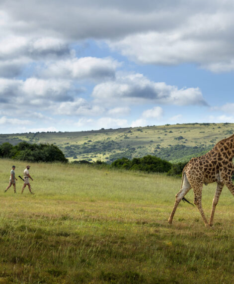 Giraffe facts