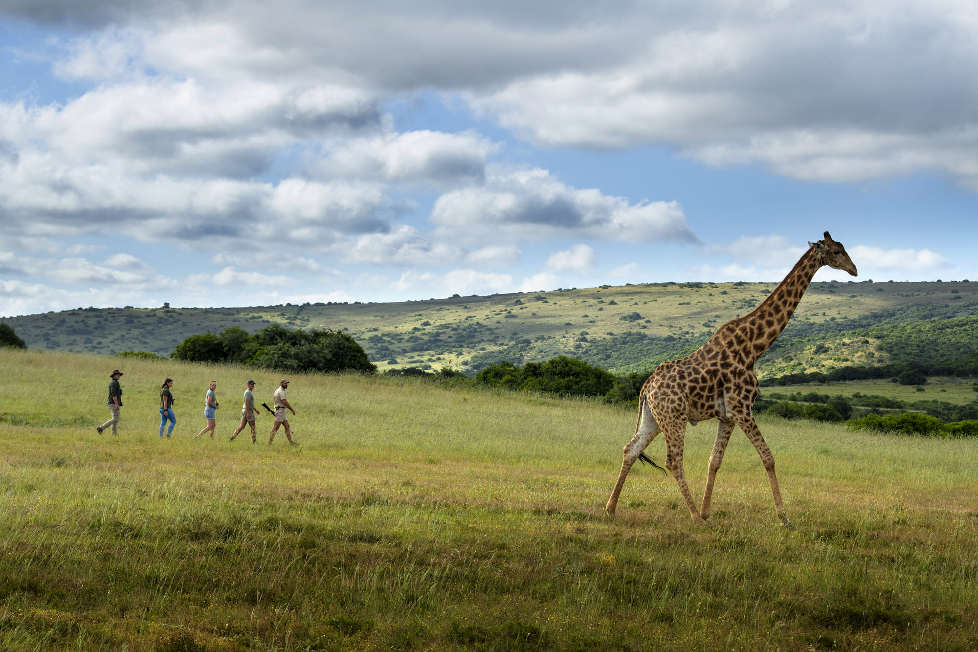 Giraffe facts