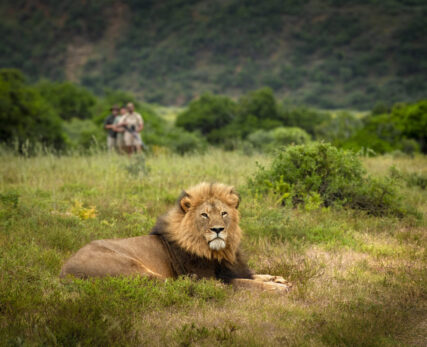 Walking with male lion