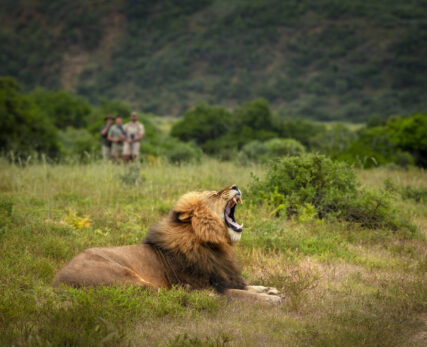 Walking with male lion yawning
