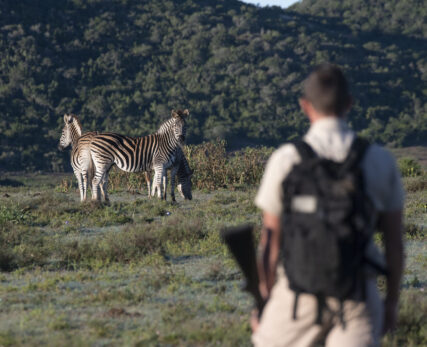 Walking with zebra