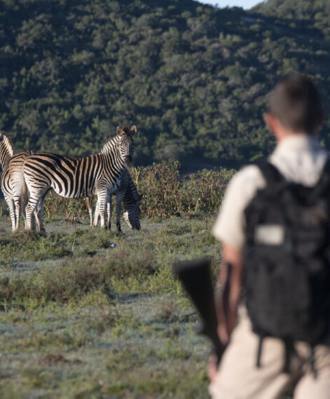 Walking with zebra
