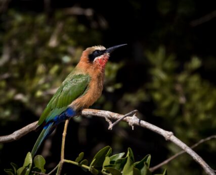 White-fronted Bee-eater