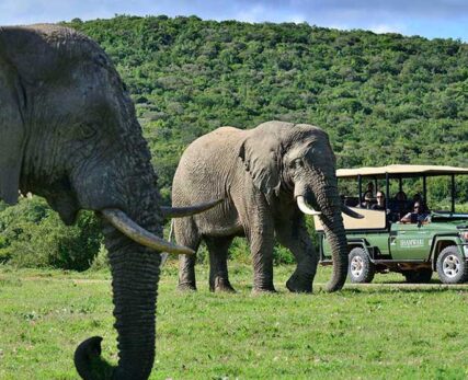 Wild-African-safari-in-South-Africa-1