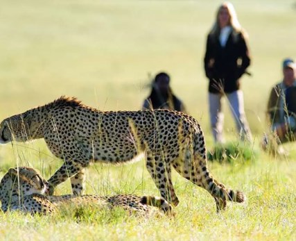 Wild-safari-bush-walk-1
