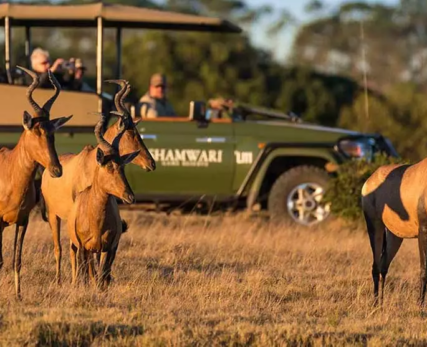 Wild-safari-game-drive-1