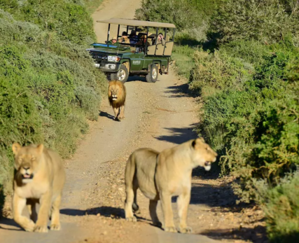 Wild-safari-game-drive1