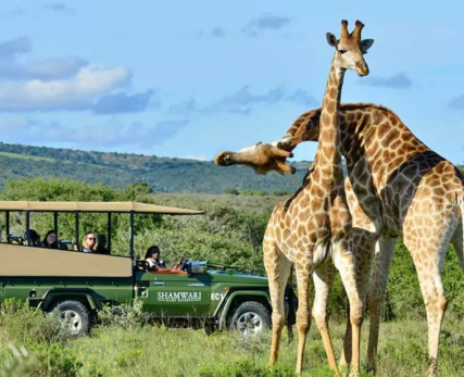 Wilderness-safari-game-drive-1