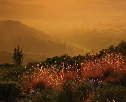beautiful-eastern-cape-location-with-flowers-and-grass