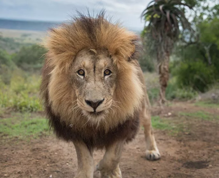 family-safari-holiday-in-South-Africa2-1