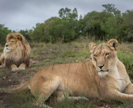 female-and-male-lion-sanctuary-at-Shamwari-scaled