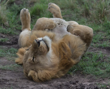 happy-male-lion-rolling-in-the-bushveld-scaled