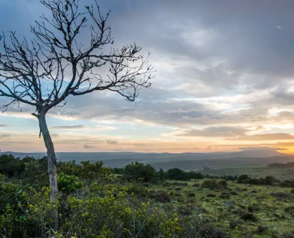 landscape-image