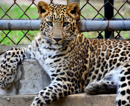 leopard-in-cage-scaled