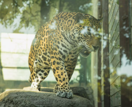 leopard-roaring-in-captivity-scaled