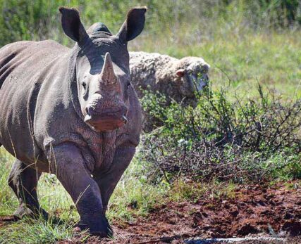 safari-honeymoon-7-1