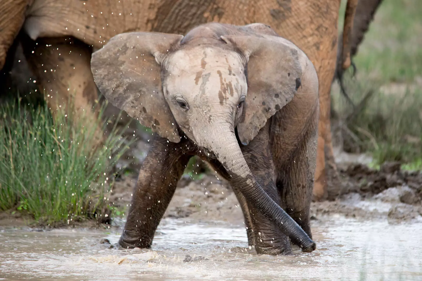 Photo series of elephants at a watering hole