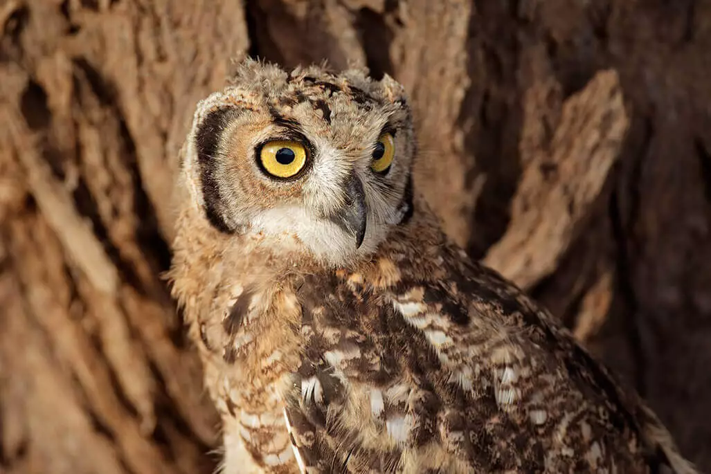 Shamwari survivor the spotted eagle owl