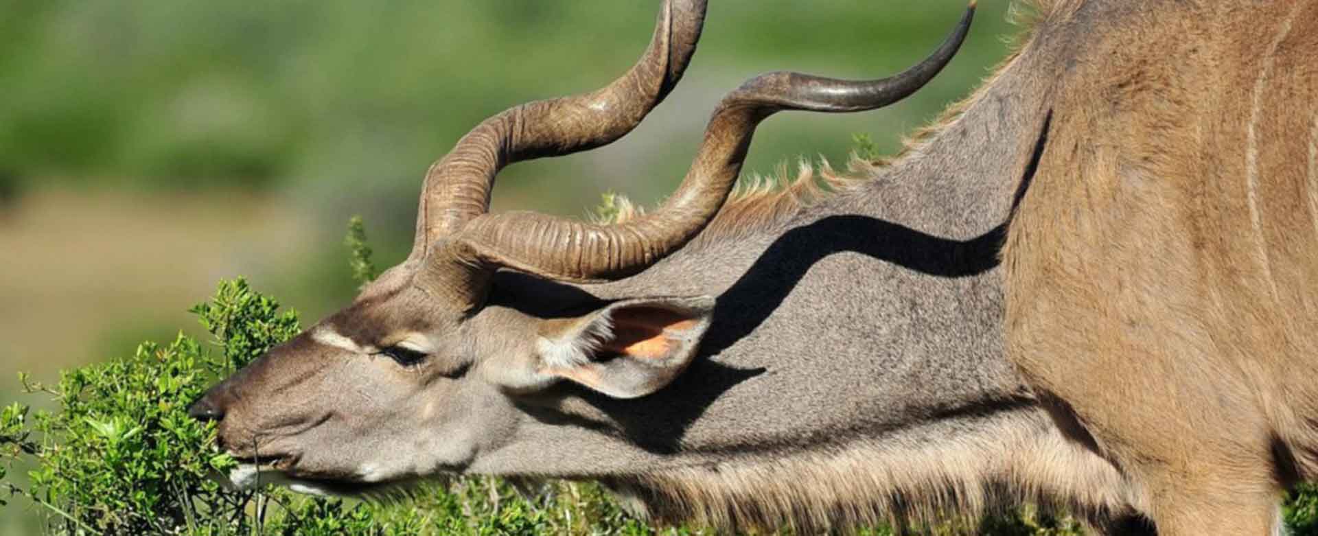 Greater Kudu