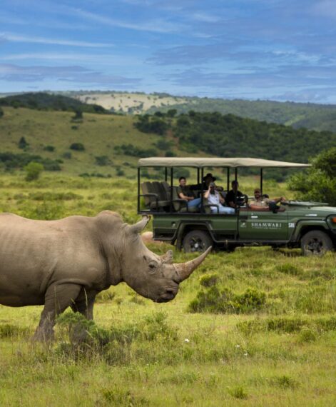 Wildlife safari