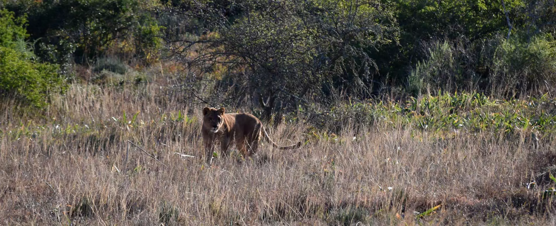 King lion