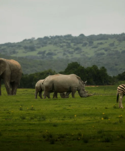 Stunning view of elephants, rhinos, and a zebra roaming the lush savannah of a luxury safari lodge in South Africa.
